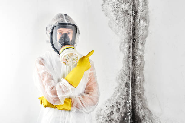 Best Black Mold Removal  in Mansfield, OH