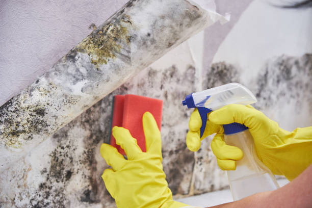 Best Basement Mold Removal  in Mansfield, OH